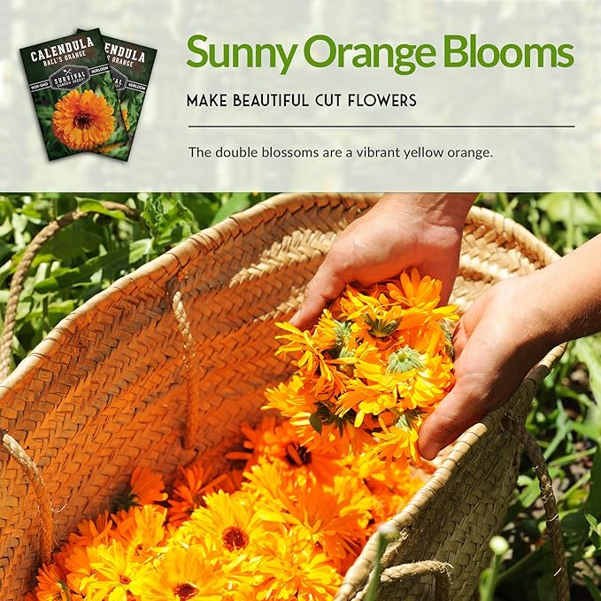 Ball's Orange Calendula Seed for Planting - 2 Packets with Instructions to Plant & Grow Medicinal Herb Plants in Your Home Vegetable Garden - Non-GMO Heirloom Variety - Survival Garden Seeds