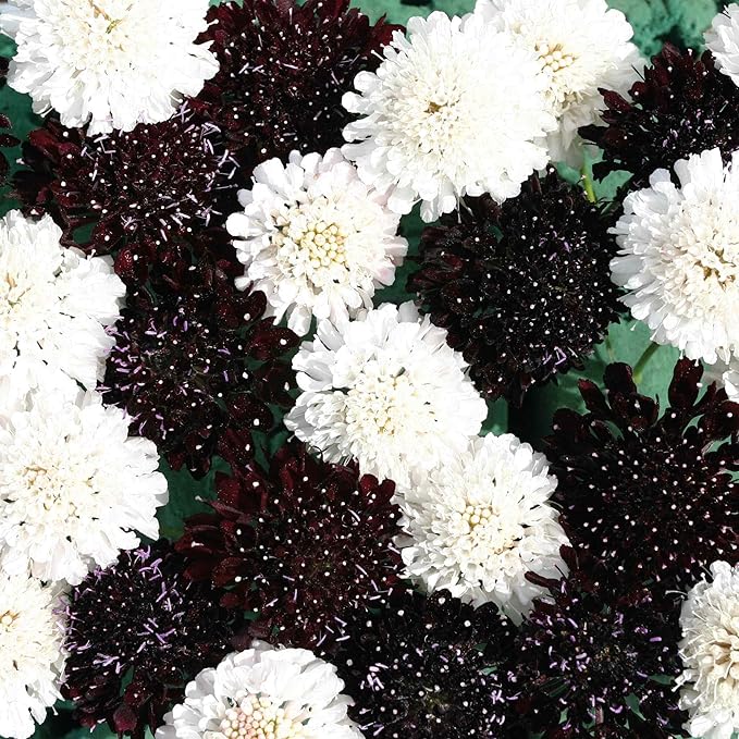 Outsidepride 100 Seeds Perennial Night & Day Scabiosa Pincushion Flower Seed Mix for Planting