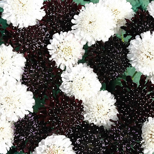 Outsidepride 100 Seeds Perennial Night & Day Scabiosa Pincushion Flower Seed Mix for Planting