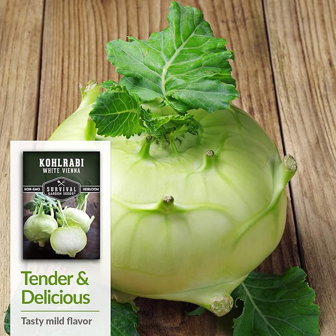 Survival Garden Seeds - White Vienna Kohlrabi Seed for Planting - 2 Packs with Instructions to Plant and Grow Unique Cruciferous Vegetables in Your Home Vegetable Garden - Non-GMO Heirloom Variety