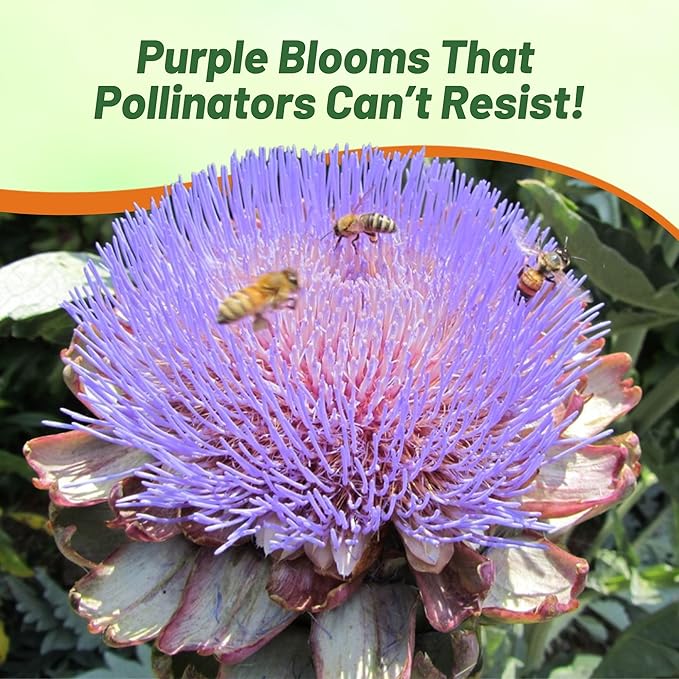 Outsidepride 200 Seeds Perennial Cynara Cardunculus Cardoon Artichoke Thistle Herb Seeds for Planting