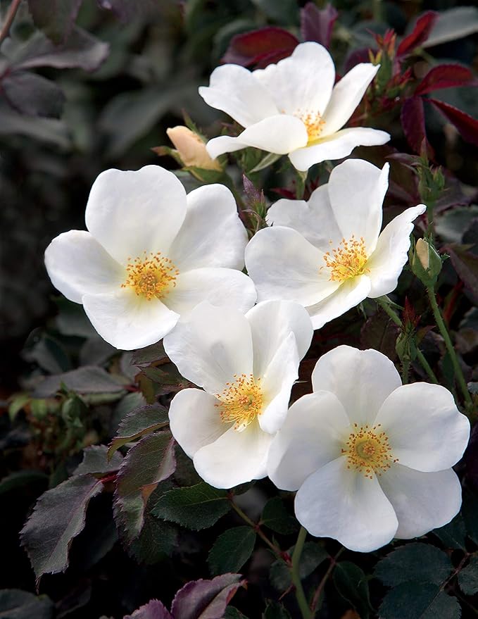 Green Promise Farms KOROSWO03 KOROSWO Rosa White Knock Rose, flowers, 2, 3-Size Container
