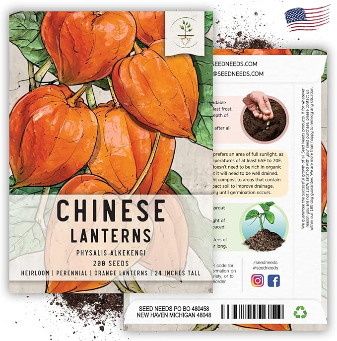 Seed Needs, Chinese Lantern Seeds for Planting (Physalis Alkekengi) Heirloom & Open Pollinated - Orange Ornamental Pods (2 Packs)