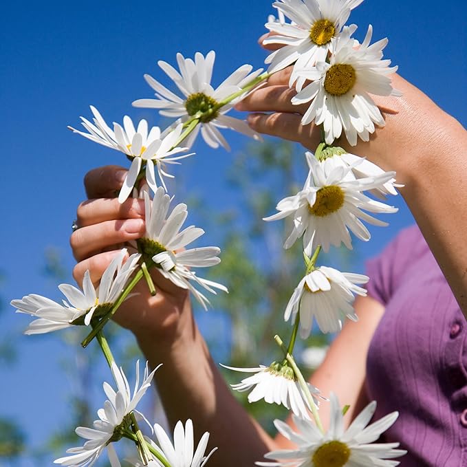The Old Farmer's Almanac Daisy Seeds (Shasta Alaska) - Approx 700 Flower Seeds - Non-GMO, Premium, Open Pollinated