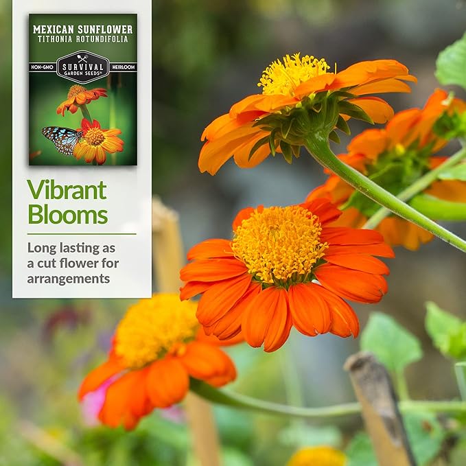 Survival Garden Seeds - Mexican Sunflower Seed for Planting - Packet with Instructions to Plant and Grow Tithonia Rotundifolia in Your Home Vegetable or Flower Garden - Non-GMO Heirloom Variety