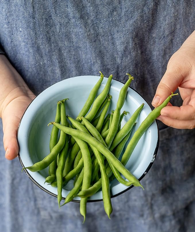 Burpee Kentucky Blue Pole Bean Seeds 2 ounces of seed
