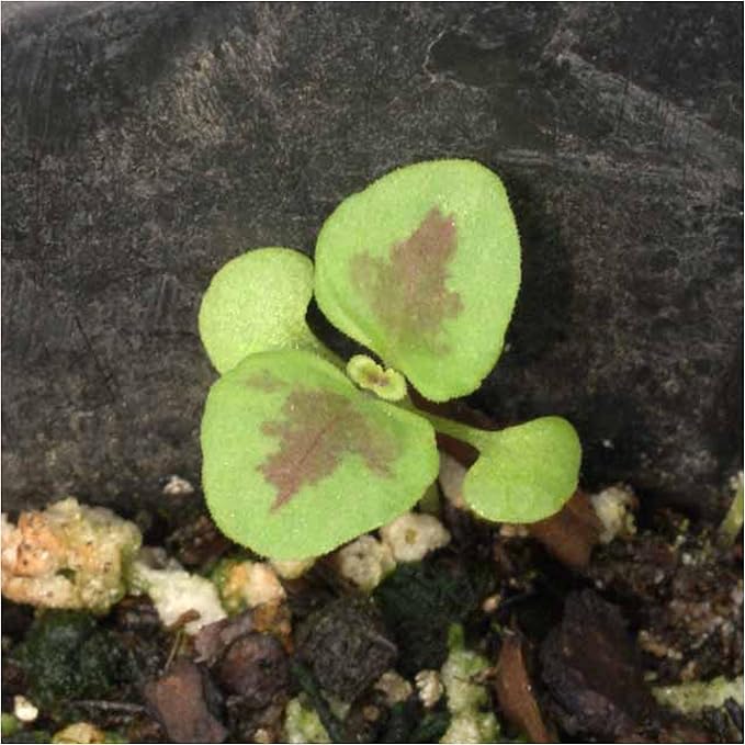 Seed Needs Coleus Seeds for Planting Rainbow Mixture - Heirloom & Open Pollinated Plants Prefer Partial Shade Indoors/Outdoors (5 Packs)
