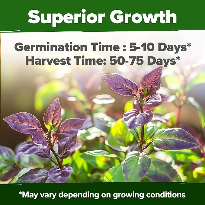 HOME GROWN Thai Basil Seeds Pack - 876 High Germination Non-GMO Heirloom Herb Seeds for Planting, Ideal for Growing Fresh Basil Planting Indoor or Outdoor (Ocimum basilicum VAR. thyrsiflora)