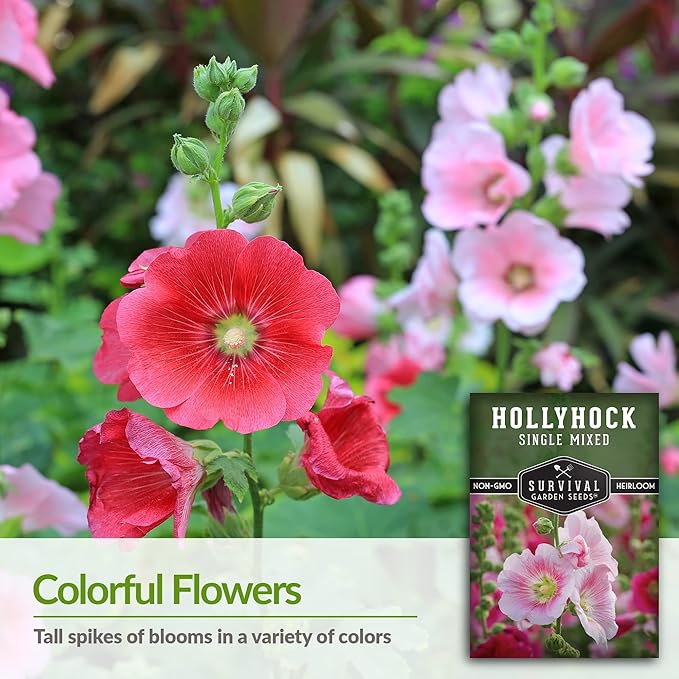 Survival Garden Seeds - Single Mixed Hollyhock Seed for Planting - 5 Packs with Instructions to Plant and Grow Colorful Spikes of Flowers in Your Home Vegetable Garden - Non-GMO Heirloom Variety