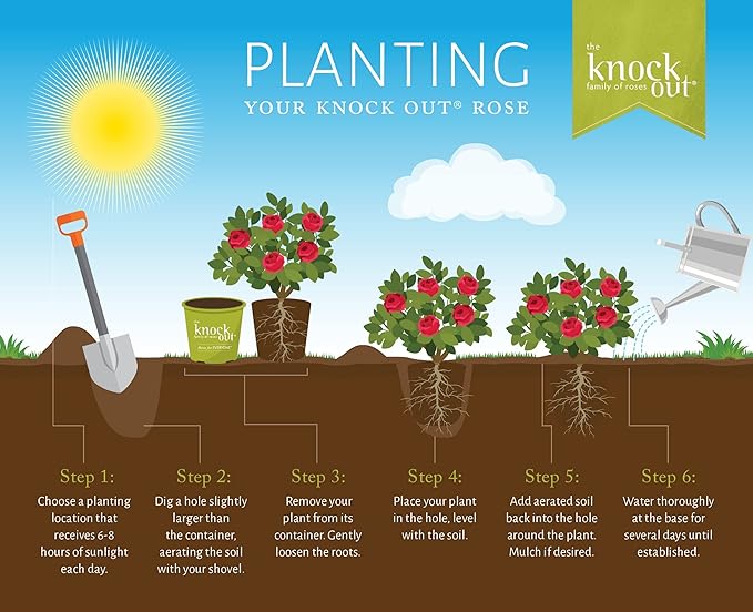 3g Knock Out Double Red Tree Rose
