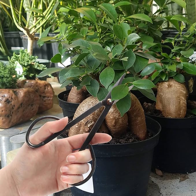 BambooMN 7.2" Black Bonsai Trimming Shear - 3 Pieces
