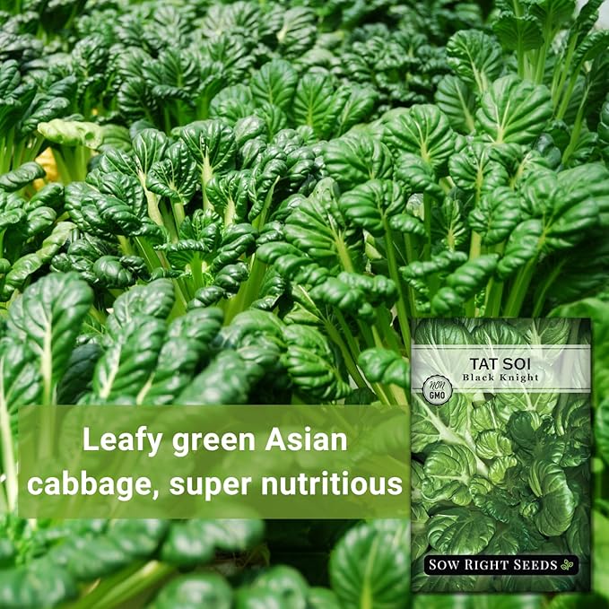 Sow Right Seeds - Black Knight Tat SOI Seeds for Planting - Non-GMO Heirloom Packet with Instructions to Plant a Home Vegetable Garden - Chinese Mustard Greens for Cooking - Dark Leafy Green (1)