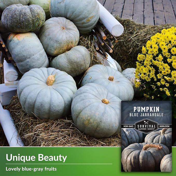 Blue Jarrahdale Pumpkin Seeds for Planting - 2 Packets with Instructions to Plant & Grow Decorative and Flavorful Blue Pumpkins in Your Home Garden - Non-GMO Heirloom Variety - Survival Garden Seeds