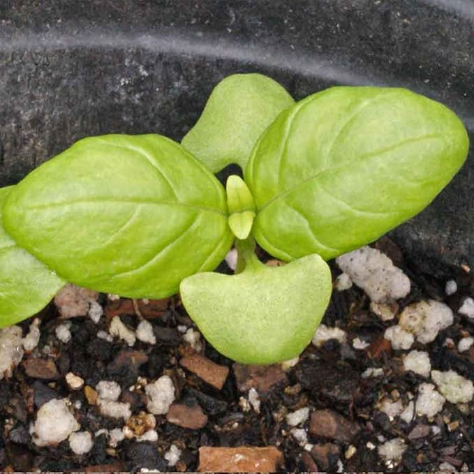 Seed Needs Italian Large Leaf Basil Seeds for Planting - Non-GMO, Heirloom & Untreated - Organically Grow an Indoor or Outdoor Home Grown Herb Garden (2 Packs)