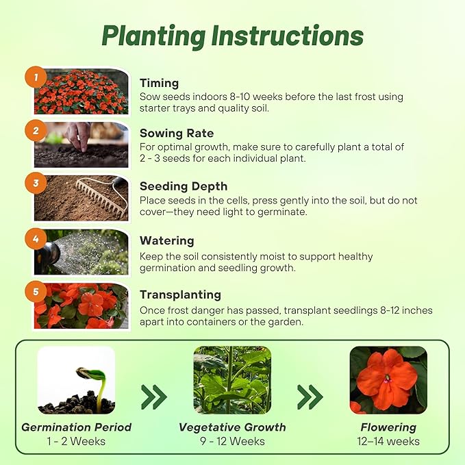Outsidepride 50 Seeds Orange Impatiens Garden Flower Seeds for Planting
