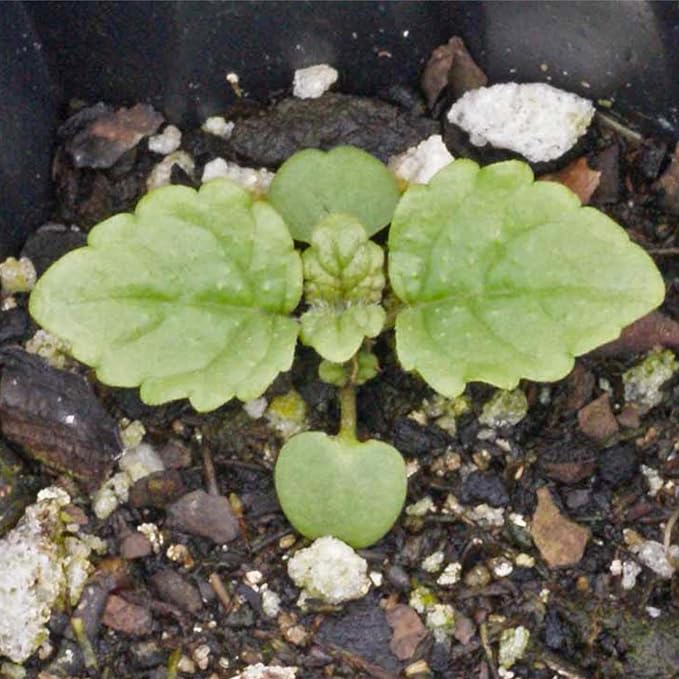 Seed Needs Lemon Balm Seeds for Planting - Non-GMO, Heirloom & Untreated Perennial Medicinal Herb - Plant Indoors/Outdoors Used for Making Calming Tea (2 Packs)