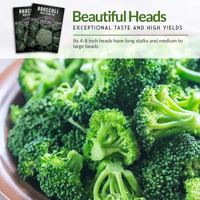 Waltham 29 Broccoli Seed for Planting - Packet with Instructions to Plant & Grow Cool Weather Broccoli in Your Home Vegetable Garden - Non-GMO Heirloom Variety - Survival Garden Seeds - 3 Pack
