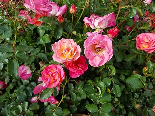 Nelson Azalea & All Acid Loving Plant Food Huge Blooms Jasmines Roses Camellias Gardenias NutriStar (25 lb.)