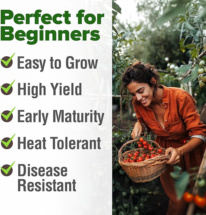HOME GROWN Large Red Cherry Tomato Seeds Pack -500 Non-GMO Heirloom Tomato Seeds for Planting (Solanum lycopersicum) Vegetable Seeds for Homesteading, Sustainable Living, and Self-Sufficient Gardening