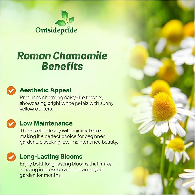 Outsidepride 50000 Seeds Perennial Roman Chamomile Herb Garden Seed for Planting