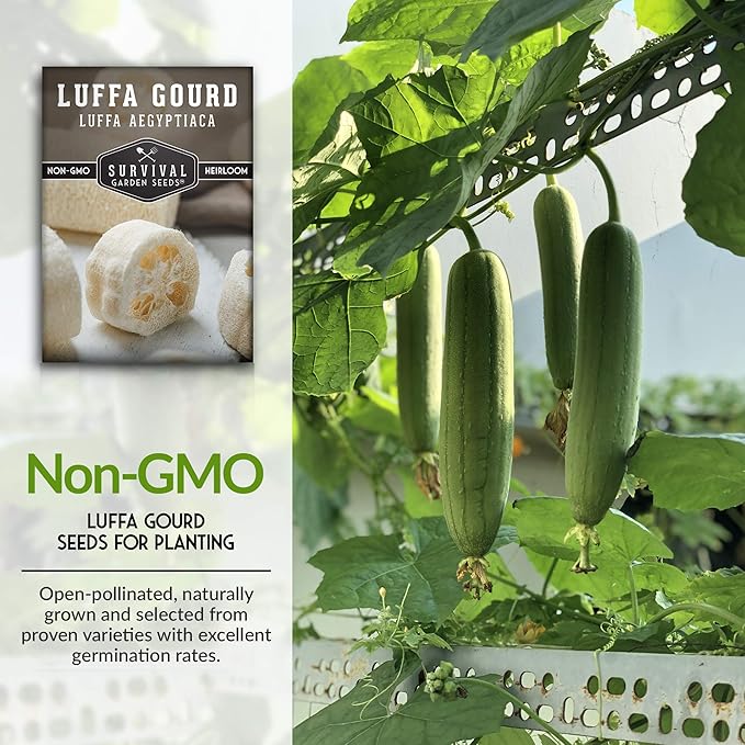 Survival Garden Seeds - Luffa or Loofah Seed for Planting - Packet with Instructions to Plant and Grow Ornamental Gourds in Your Home Vegetable Garden - Non-GMO Heirloom Variety - 2 Pack