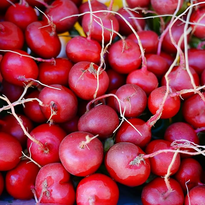 Cherry Belle Radish Seeds for Planting, Over 450 Seeds - Non-GMO, Heirloom - Woods Creek Seeds