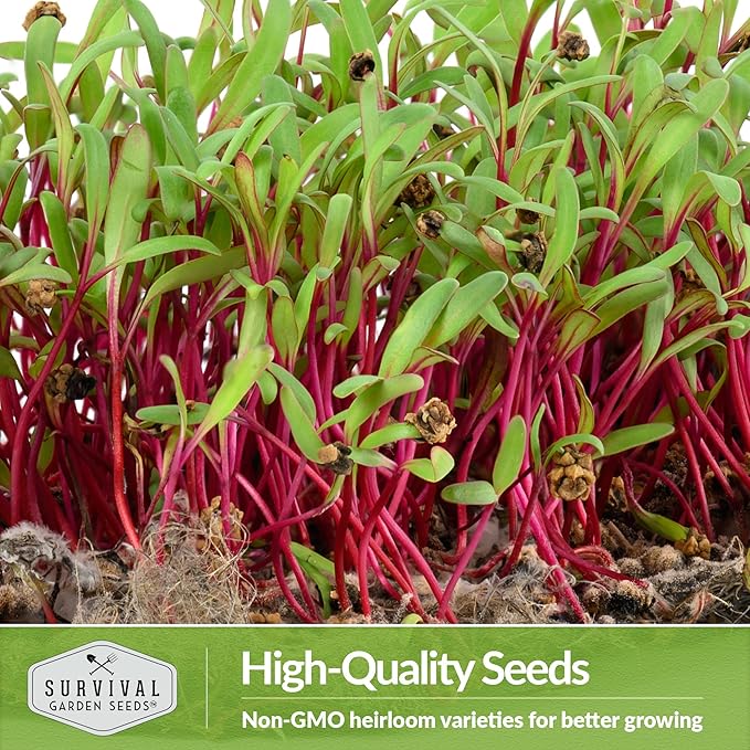 2 Packs Beet Microgreens Seeds for Sprouting and Growing - Sprout Green Leafy Micro Vegetable Plants Indoors - Grow Your Own Mini Windowsill Garden - Non-GMO Heirloom - Survival Garden Seeds