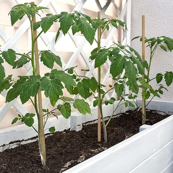 Plant Stakes,12 Inches Natural Garden Bamboo Sticks,BOVITRO 20Pcs Plant Support Stakes for Tomatoes,Beans,Vegetable and Potted Plants
