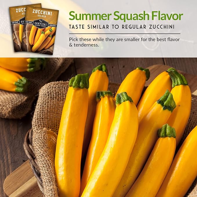 Survival Garden Seeds - Golden Zucchini Seeds for Planting - 2 Packs with Instructions to Plant and Grow Yellow Zucchini Vegetables in Your Home Vegetable Garden - Non-GMO Heirloom Variety