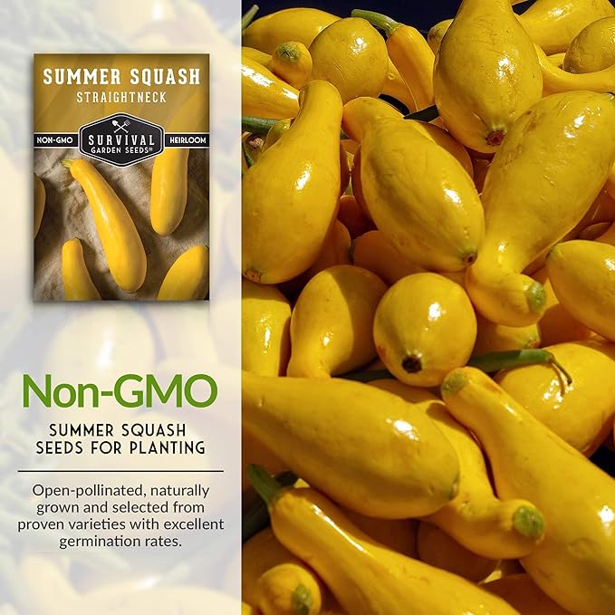 Survival Garden Seeds - Straightneck Summer Squash Seed for Planting - 5 Packs with Instructions to Plant and Grow Yellow Squash in Your Home Vegetable Garden - Non-GMO Heirloom Variety