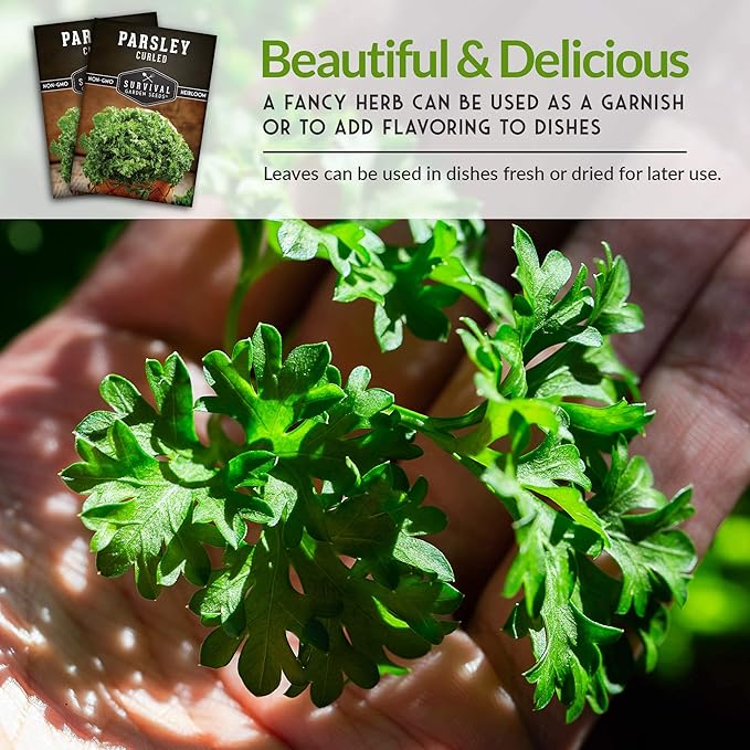 Survival Garden Seeds - Curled Parsley Seed for Planting - 2 Packs with Instructions to Plant and Grow Nutritious Curly Parsley Herb Plants in Your Home Vegetable Garden - Non-GMO Heirloom Variety