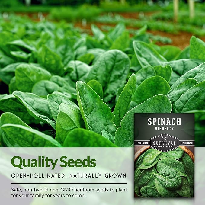 Survival Garden Seeds - Viroflay Spinach Seed for Planting - Packet with Instructions to Plant and Grow Nutritious Leafy Greens in Your Home Vegetable Garden - Non-GMO Heirloom Variety - 2 Pack