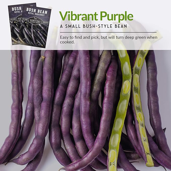 Survival Garden Seeds - Royal Burgundy Bean Seed for Planting - 2 Packs with Instructions to Plant and Grow Stringless Purple Bush Beans in Your Home Vegetable Garden - Non-GMO Heirloom Variety
