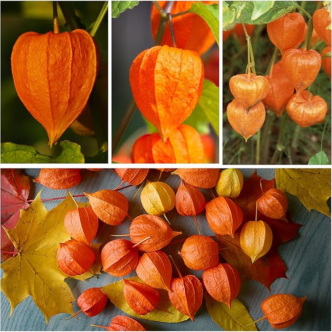 Seed Needs, Chinese Lantern Seeds for Planting (Physalis Alkekengi) Heirloom & Open Pollinated - Orange Ornamental Pods (2 Packs)
