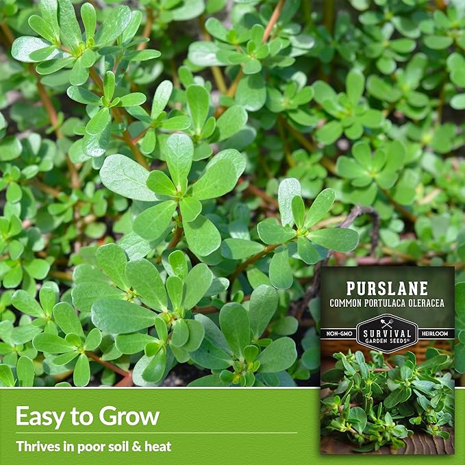 Common Purslane Seed for Planting - 5 Packets with Instructions to Plant and Grow Green Portulaca Oleracea in Your Home Vegetable Garden - Non-GMO Heirloom Variety - Survival Garden Seeds