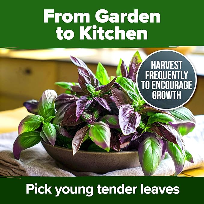 HOME GROWN Thai Basil Seeds Pack - 876 High Germination Non-GMO Heirloom Herb Seeds for Planting, Ideal for Growing Fresh Basil Planting Indoor or Outdoor (Ocimum basilicum VAR. thyrsiflora)