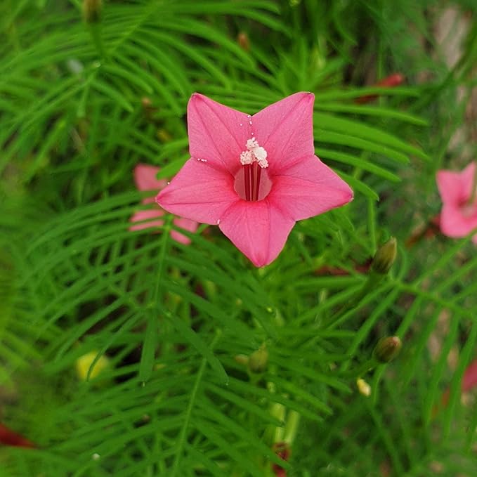 Outsidepride 200 Seeds Annual Rose Cypress Vine Flower Seeds for Planting