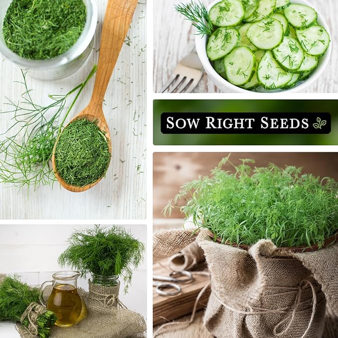 Sow Right Seeds - Compact Dill Seeds for Planting - Non-GMO Heirloom Packet with Instructions to Grow an Outdoor or Indoor Herb Garden - Great for Pickling - The Perfect Patio & Container Size (1)