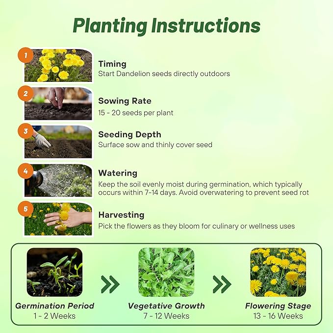 Outsidepride 5000 Seeds Perennial Taraxacum Officinale Dandelion Herb Garden Seeds for Planting