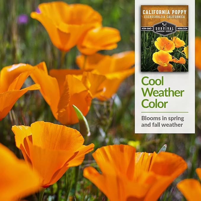 Survival Garden Seeds 3 Packets California Poppy for Planting - Seed Packs with Instructions to Grow Eschscholzia Californica Plants in Your Home Flower Garden - Non-GMO Heirloom Wildflower Variety