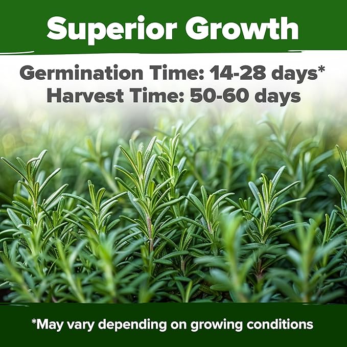 HOME GROWN Rosemary Seeds Pack - 300 High Germinating Non-GMO Heirloom Herb Seeds for Planting in Indoor or Outdoor Herb Gardens - USA Sourced (Salvia rosmarinus)