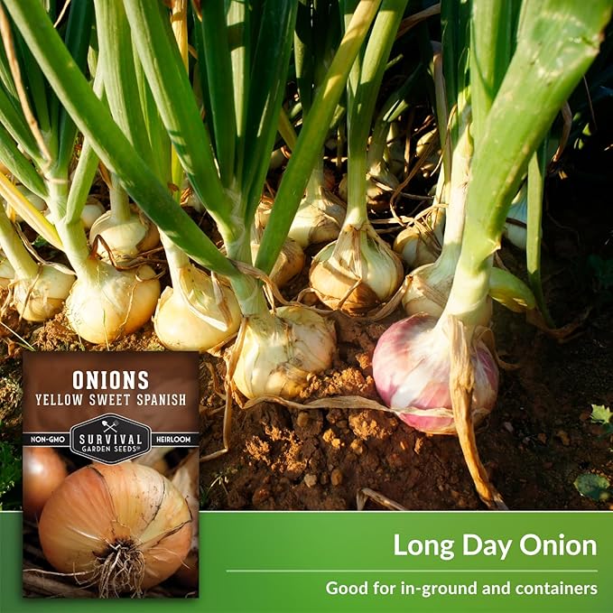 Yellow Sweet Spanish Onion Seed for Planting - 5 Packets with Instructions to Plant and Grow Long Day Onions in Your Home Vegetable Garden - Non-GMO Heirloom Variety - Survival Garden Seeds