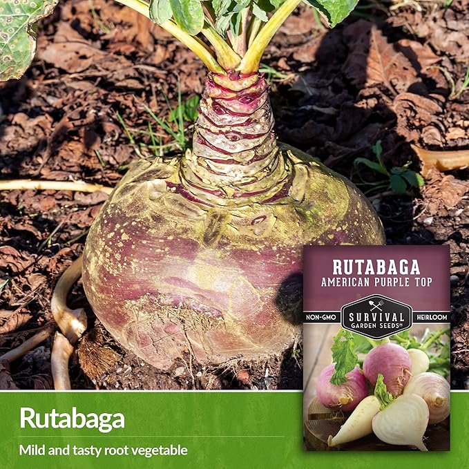 Survival Garden Seeds - 2 Packs American Purple Rutabaga Seed for Planting with Instructions to Grow Brassica Napus in Your Home Vegetable Garden - Non-GMO Heirloom Variety