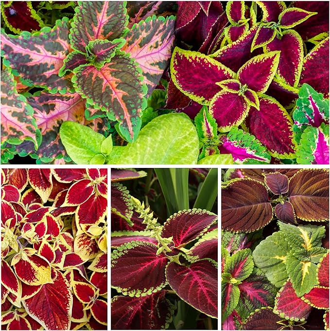 Seed Needs Coleus Seeds for Planting Rainbow Mixture - Heirloom & Open Pollinated Plants Prefer Partial Shade Indoors/Outdoors (5 Packs)
