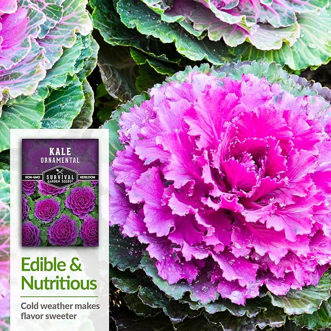 Ornamental Kale Seed for Planting - 5 Packets with Instructions for Growing Ornamental Flowering Kale Plants in Your Home Vegetable Garden - Non-GMO Heirloom Variety - Survival Garden Seeds