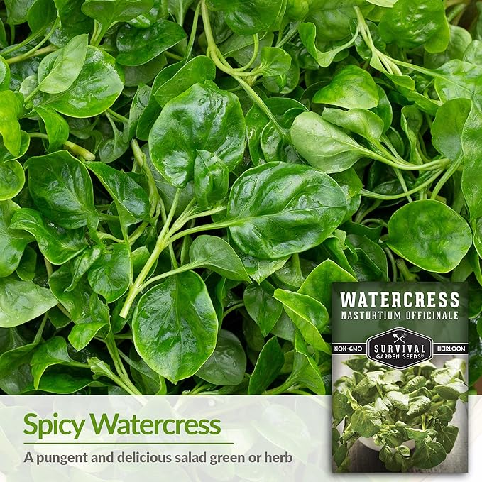 5 Packs Watercress Seed for Planting - Packet with Instructions to Grow Nasturtium officinale in Your Home Vegetable Garden - Non-GMO Heirloom Variety - Survival Garden Seeds