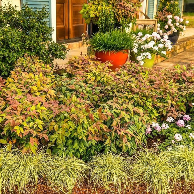 2 Gallon Southern Living Nandina Blush Shrub