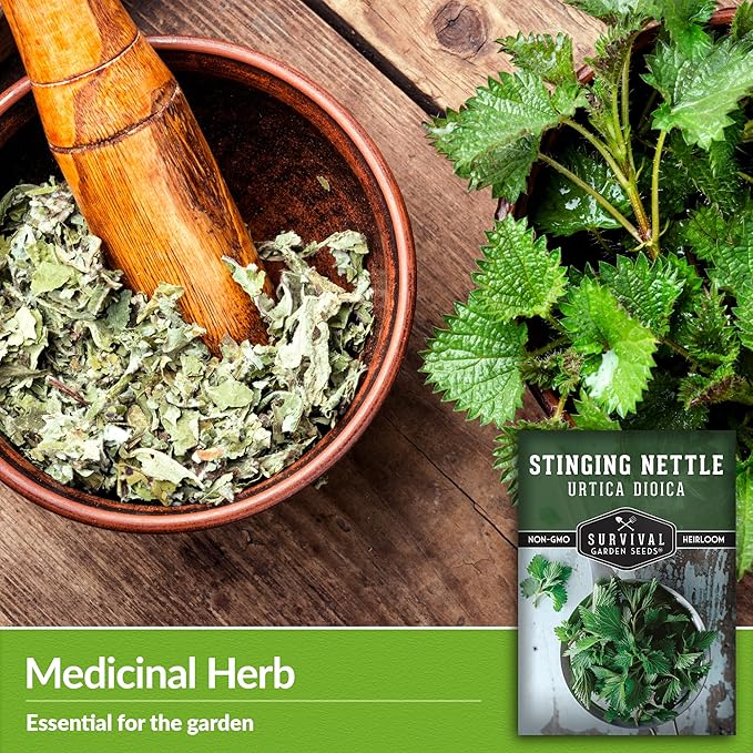 Stinging Nettle Seed for Planting - 5 Packets with Instructions to Plant and Grow Medicinal Herb Common Stinging Nettle in Your Home Herb Garden - Non-GMO Heirloom Variety - Survival Garden Seeds