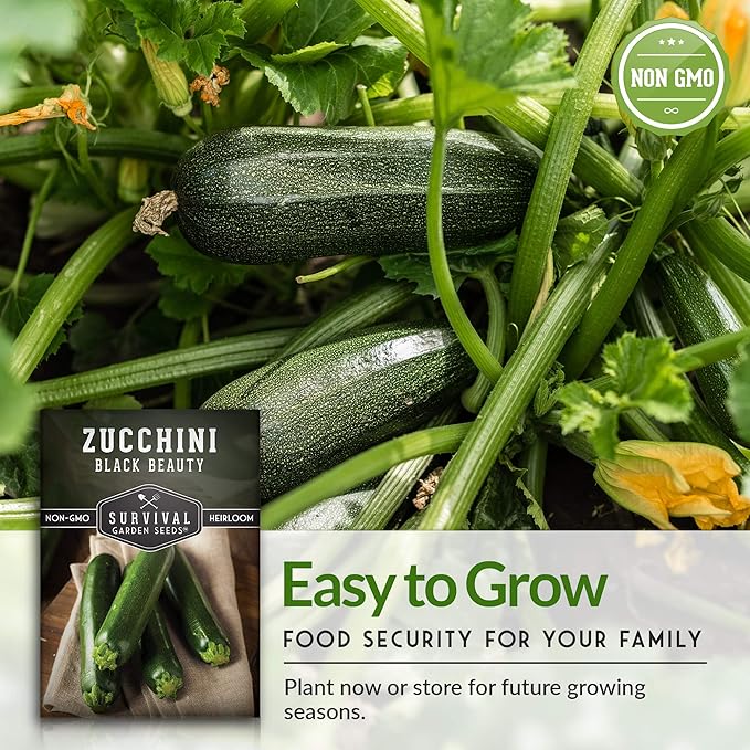 Survival Garden Seeds - Black Beauty Zucchini Seed for Planting -2 Packs with Instructions to Plant & Grow Dark Green Summer Squash Plants in Your Home Vegetable Garden - Non-GMO Heirloom Variety