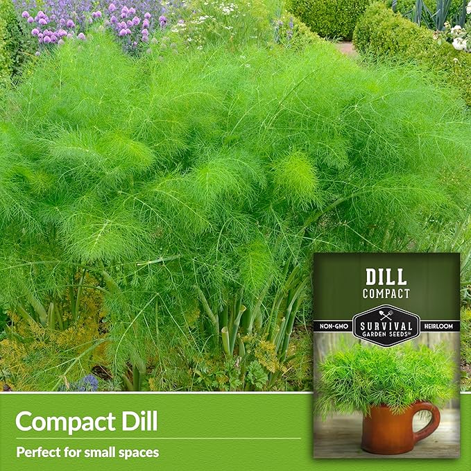 Survival Garden Seeds Compact Dill for Planting - 1 Seed Packet with Instructions to Plant & Grow Container Sized Dwarf Dill Herb Plants in Your Home Garden - Non-GMO Heirloom Variety